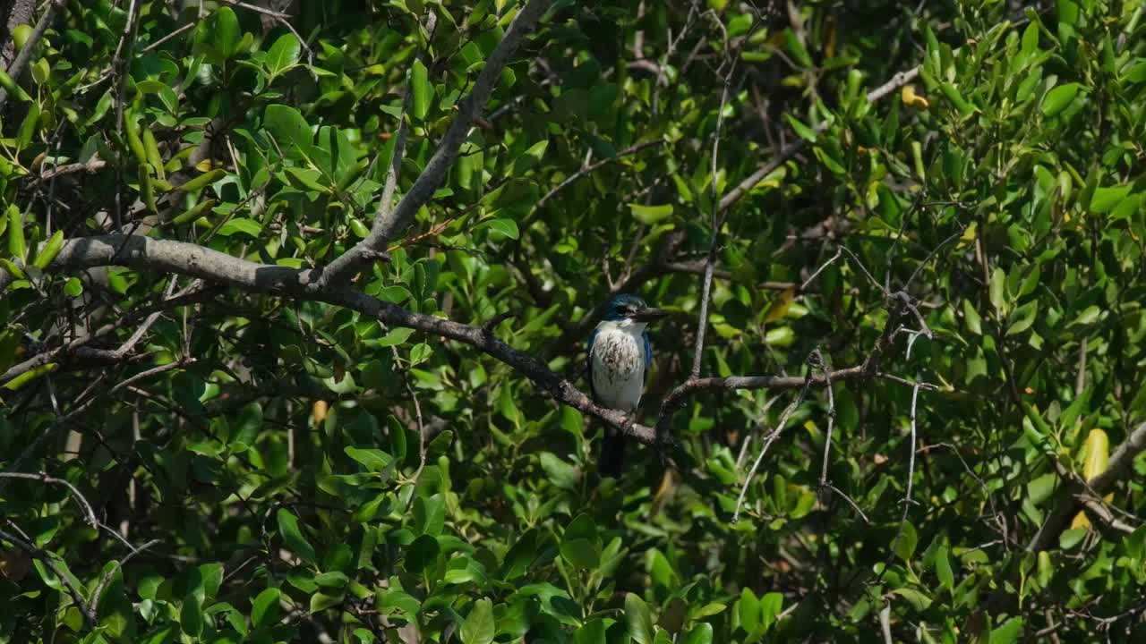 mirando hacia la derecha como se ve en lo profundo del mangle mientras la cámara se aleja, pescador de cuello todiramphus chloris, tailandia