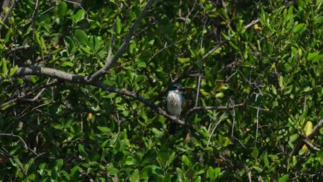 Mirando-Hacia-La-Derecha-Como-Se-Ve-En-Lo-Profundo-Del-Manglar-Mientras-La-Cámara-Se-Aleja,-El-Martín-Pescador-De-Collar-Todiramphus-Chloris,-Tailandia