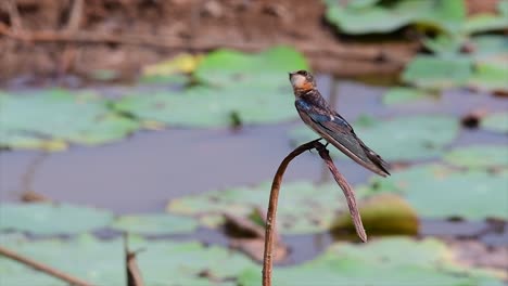 un pequeño pájaro de rápido movimiento que se encuentra en casi todas partes del mundo, la mayor parte del tiempo volando para atrapar algunos insectos pequeños