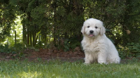 Golden-Retriever-Welpe-Sitzt-Draußen-Und-Genießt-Sonne-Und-Gras