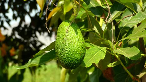 Eine-Nahaufnahme-Einer-Avocado-Frucht,-Die-Wächst-Und-An-Einem-Busch-Hängt