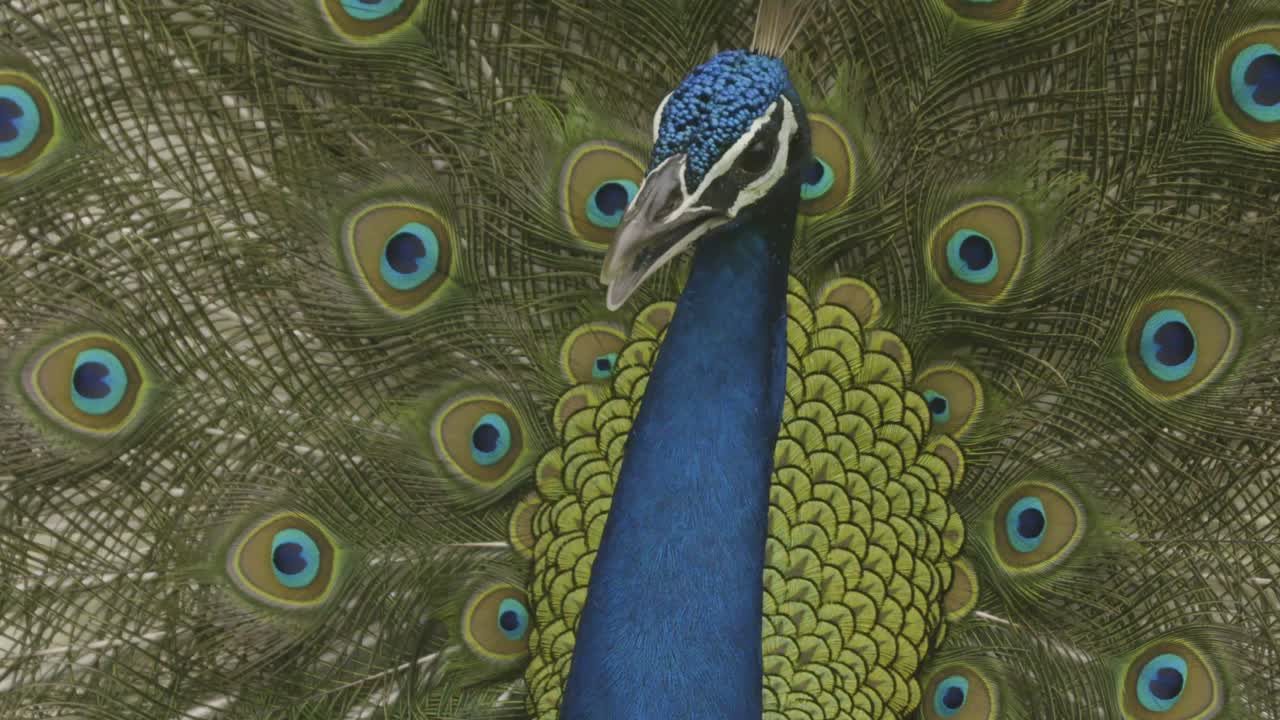 pavo real macho exhibiéndose en primer plano en cámara lenta