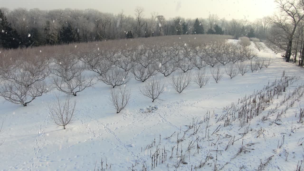 겨울 눈 동안 과일 나무 과수원 위로 공중 비행