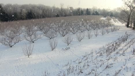 Vuelo-Aéreo-Sobre-El-Huerto-De-árboles-Frutales-Durante-La-Nieve-Del-Invierno