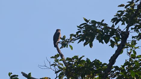 Crested-Serpent-Eagle,-Spilornis-cheela,-4K-Footage,-Kaeng-Krachan-National-Park,-Thailand