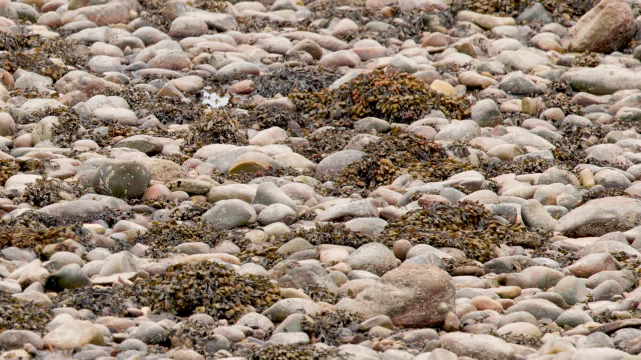 Static wide shot of rocky shoreline with seaweed, natural daylight, no visible movement or subjects
