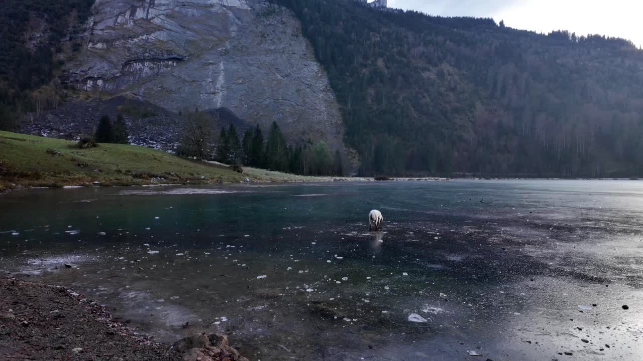 Frozen Lake Zurich Obersee cold winter, god around water surface outdoor Switzerland