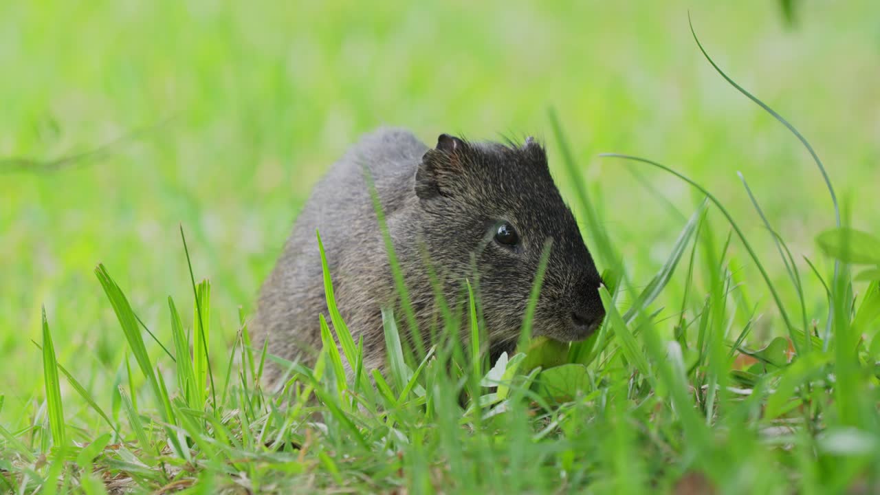 Herbivore brazilian guinea pig, cavia aperea, feeding on delicious grass, munching nonstop on the green grassy field during daytime at ibera wetlands, pantanal natural region, close up static shot