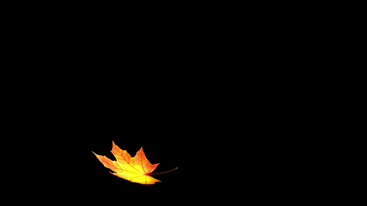 Flying Maple Leaf On Black Background With Alpha Channel. Seamless Looped.