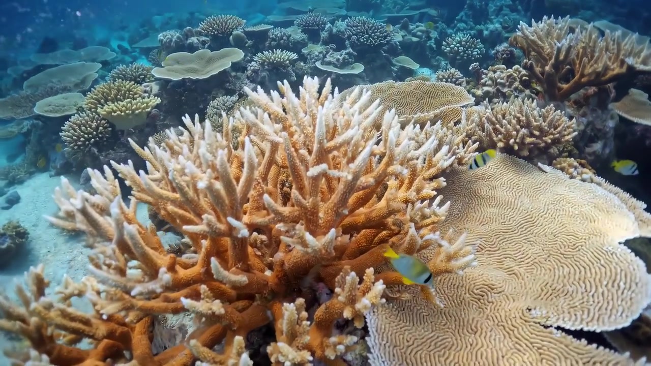 Ecosistema vibrante di barriera corallina con pesci tropicali sott'acqua