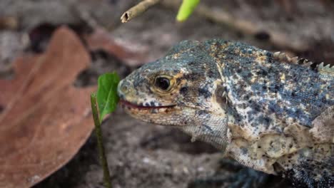 Close-upIguana-eating-a-leaf-in-Manuel-Antonio-Park-in-Costa-Rica