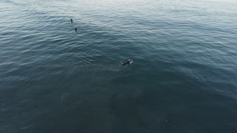 a beautiful aerial drone shot of a man supping in the ocean close to the beach, carlsbad state beach - california