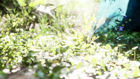 close-up of a plants in tropical jungle