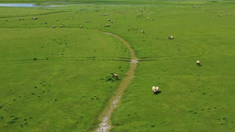 Beautiful-daytime-vista-aérea-over-fields-of-sheep-and-farm-grass-with-Mont-Saint-Michel-monastery-in-Normandy-France-background-2