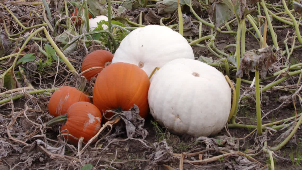 shot of a farmer&rsquo;s field with mixed Collection of coloured pumpkins growing