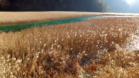 Reed-lake-is-one-of-the-spectacular-view-in-Jiu-Zhai-Gou-nature-park