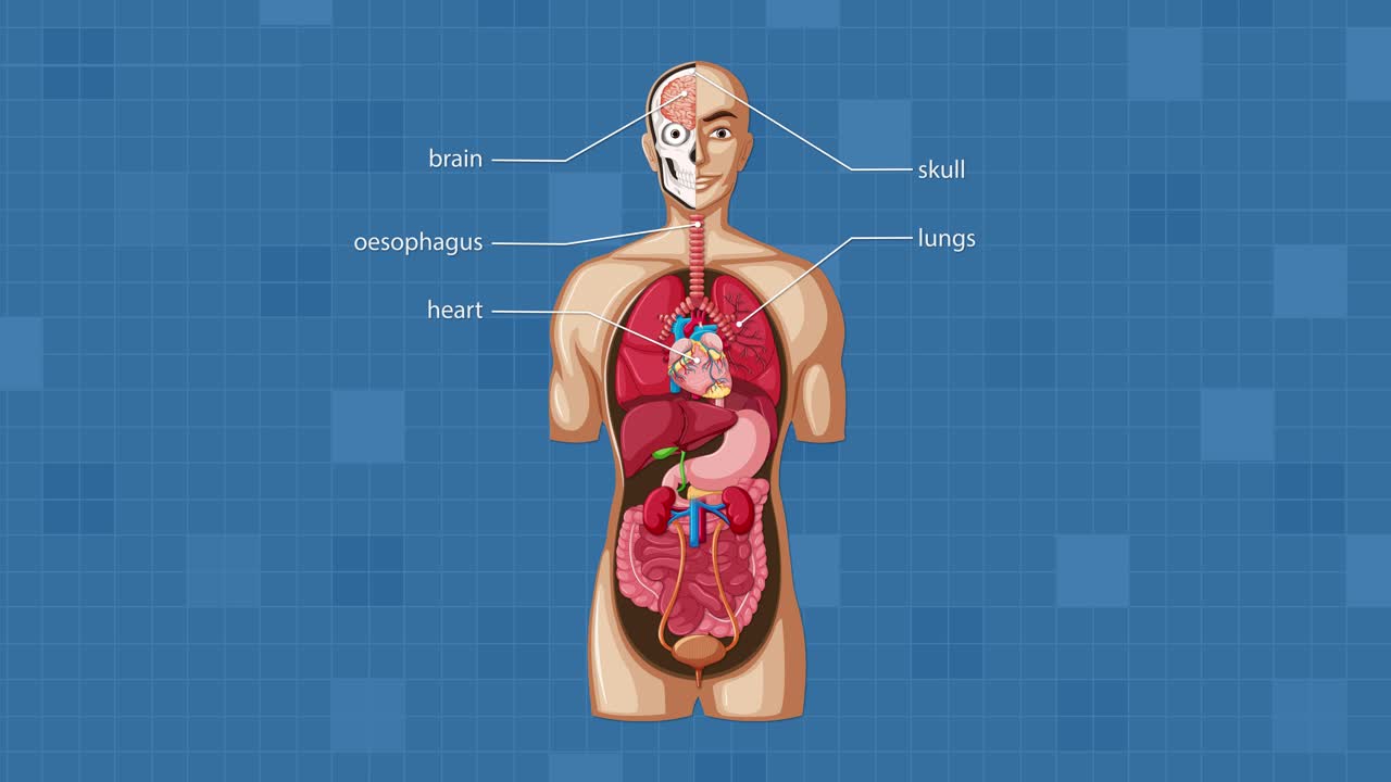 Animated diagram labels major human internal organs with clear callouts on blue grid background