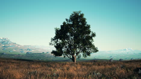 landscape with a hill and a single tree at sunrise with warm light