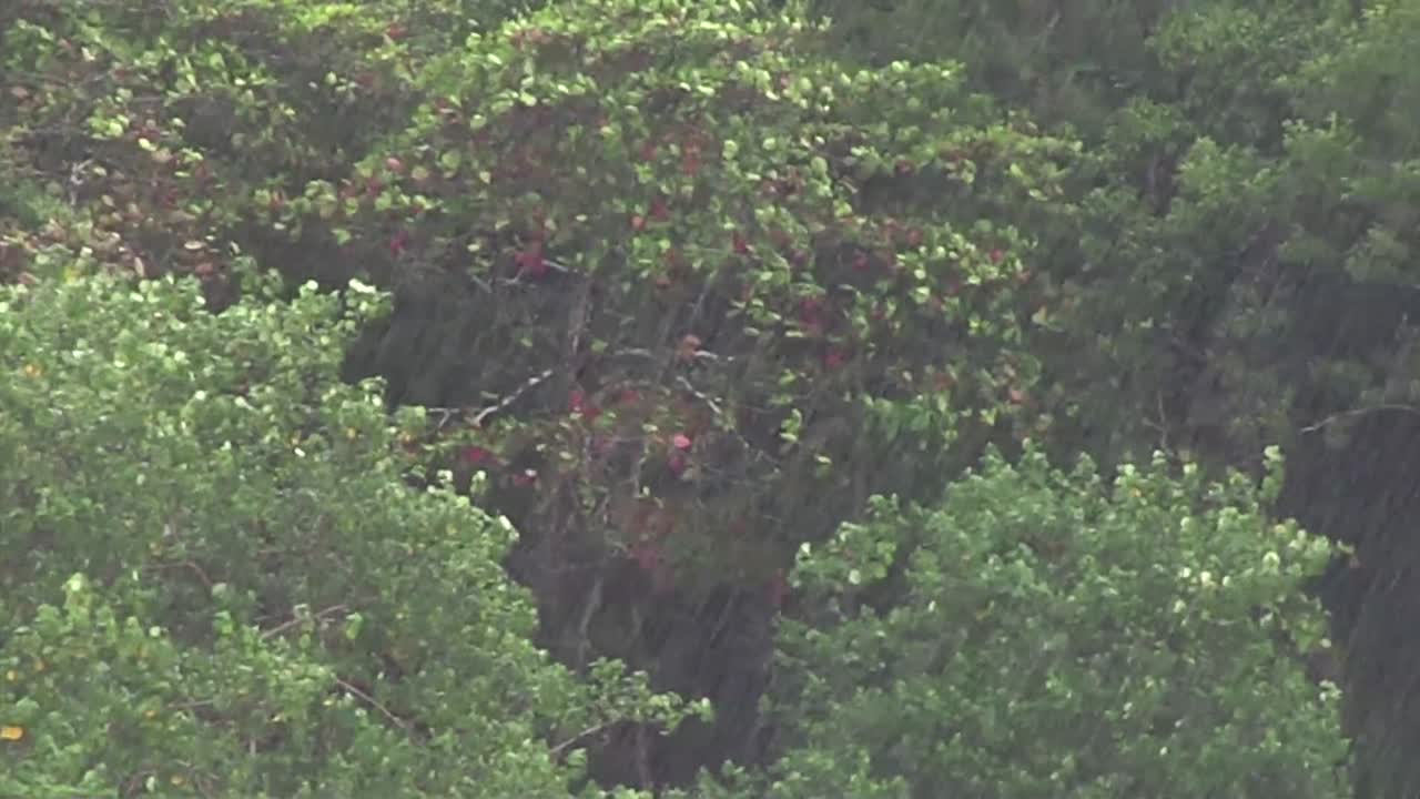 너구리 두 마리가 나무 위에서 귀여운 포즈를 취하고 있다 2