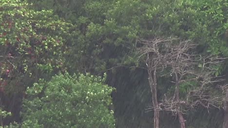 Zwei-Waschbären-Nehmen-Eine-Süße-Pose-In-Einem-Baum-Ein-2