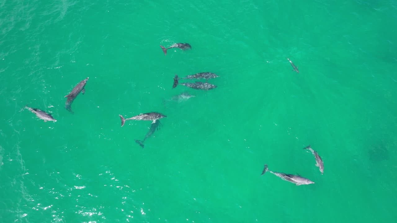 Pod Of Bottlenose Dolphins In The Blue Sea In New South Wales, Australia. - aerial shot