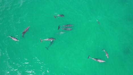 pod of bottlenose dolphins in the blue sea in new south wales, australia. - aerial shot