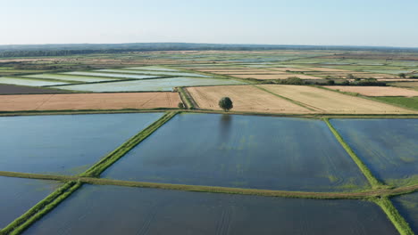 tree in flooded rice fields aerial back traveling france camargue
