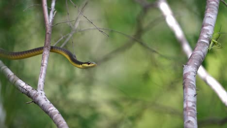 a green tree snake ready to strike a grass hopper