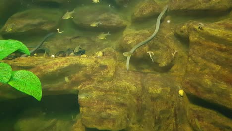 Reedfishes-and-Red-nosed-tetra-fishes