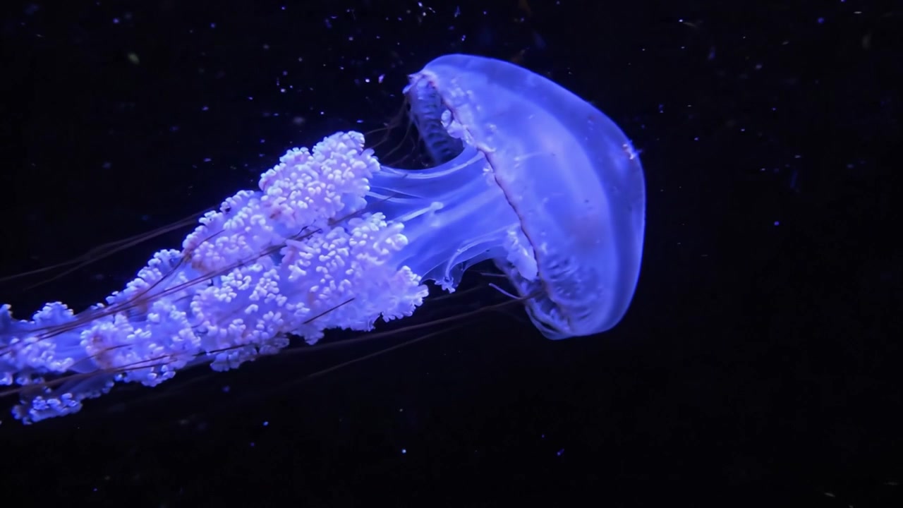 Meduse ipnotizzanti che fluttuano con grazia nelle profondità marine, illuminate da un bagliore blu etereo su uno sfondo scuro, catturando la bellezza sottomarina della natura