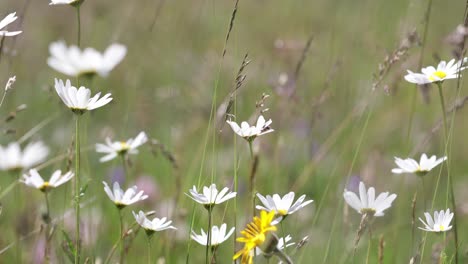 abstract background of alpine flowers chamomile.