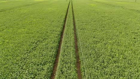 tramlines in middle of wheat field, aerial view