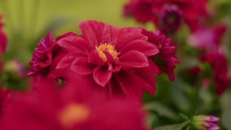 Wassersprenkelung-Auf-Roten-Blumen