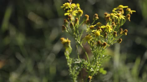 yellow withering flowers of st