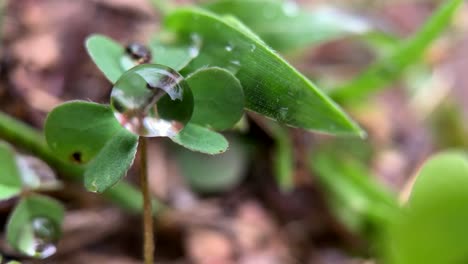 close up view of a clover plant with water droplets