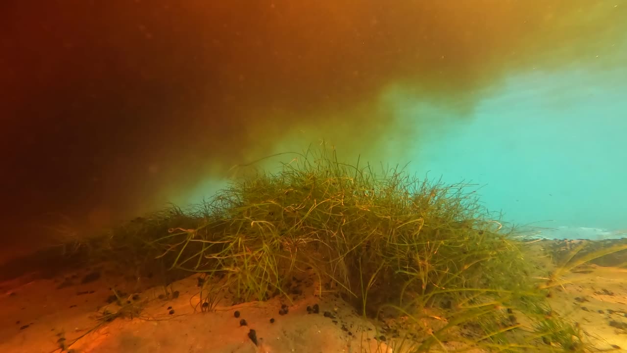 agua limpia frente a agua sucia con vegetación sumergida, florida