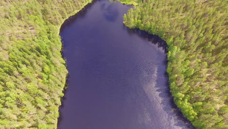 Waldsee-Und-Nadelwald,-Nach-Unten-Geneigte-Drohnenansicht