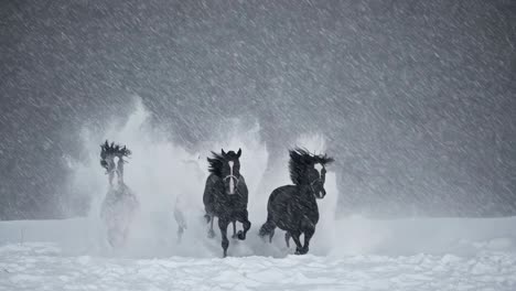 black horses running in a snowstorm