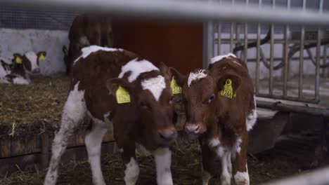 Pair-of-young-brown-white-speckled-norwegian-red-calfs-resting-in-barnstable