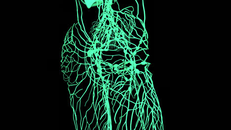 3d rendered image of the vascular system