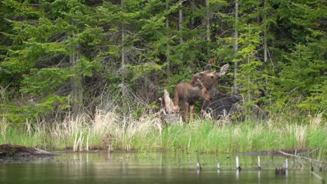 a moose cow licks her calf while resting along a pond while the calf stands next to her