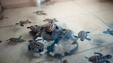 Turtle-sanctuary-with-baby-Hawksbill-turtles-swimming-in-tank-around-coral