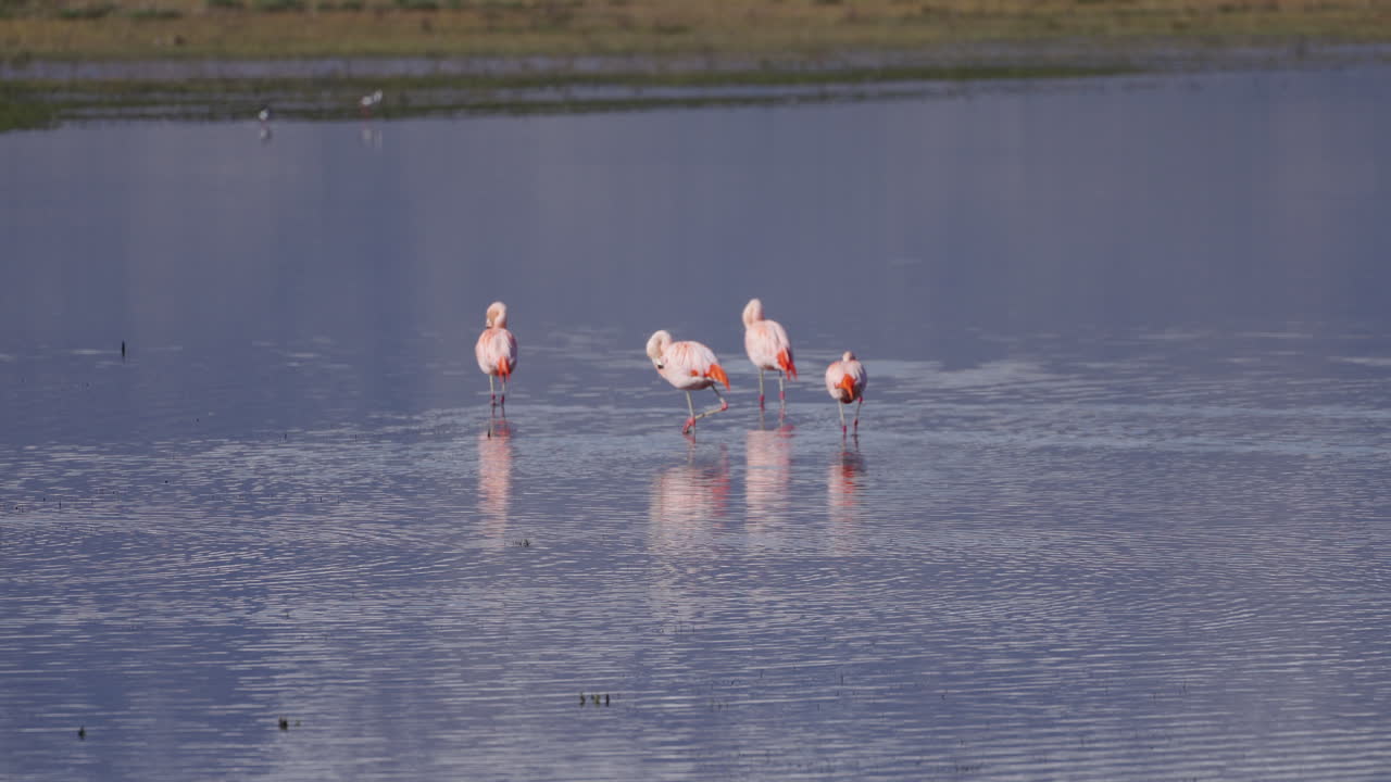 fotografía fija de una bandada de flamencos caminando y alimentándose en aguas poco profundas. campos de hierba en la parte de atrás. argentina. fotografía en 4k-100fps
