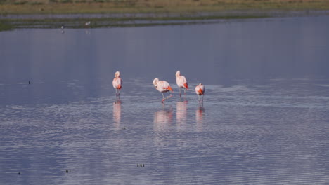 fotografía fija de una bandada de flamencos caminando y alimentándose en aguas poco profundas. campos de hierba en la parte de atrás. argentina. fotografía en 4k-100fps