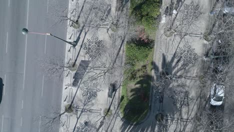 aerial top down towards view of leafless palm trees in lisbon liberty avenue portugal