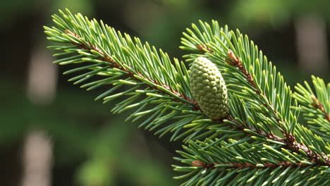 close-up of a young green pine cone on a spruce branch