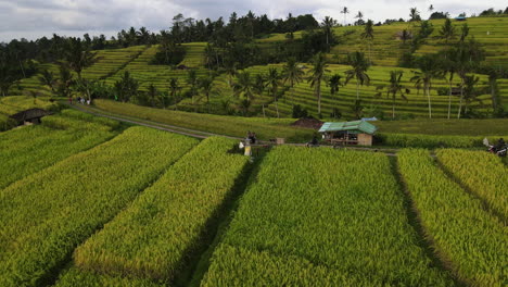 Camino-áspero-En-Medio-De-Campos-De-Arroz-Verde-De-Terrazas-De-Arroz-Jatiluwih-En-Bali,-Indonesia
