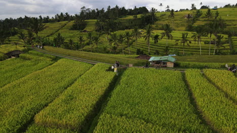 rough road on the midst of green rice fields of jatiluwih rice terraces in bali, indonesia