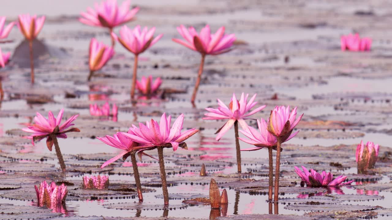 Explore the beauty of blooming pink lotus flowers in a peaceful aquatic setting.