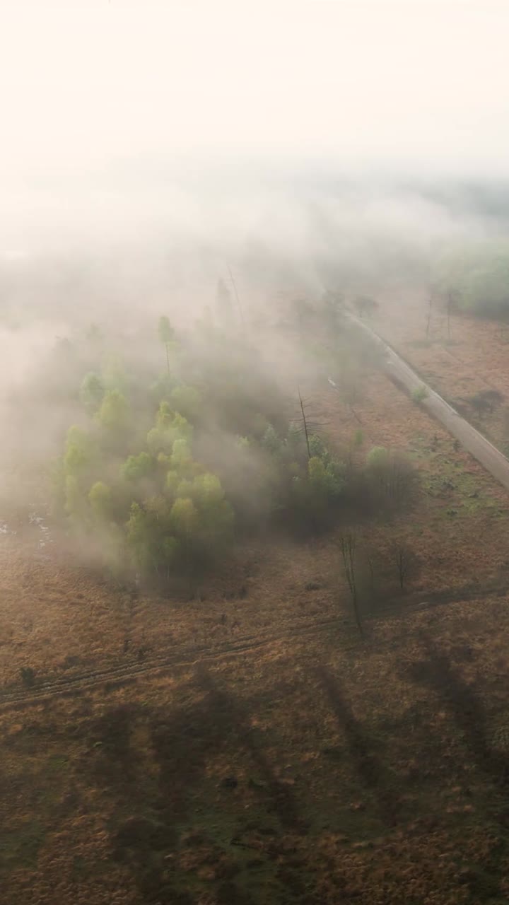 위 에서 볼 수 있는 안개 가 가득 한 숲 풍경